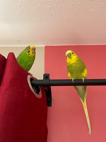 Budgerigar – Couple Budgies including cage, toys and rem. food