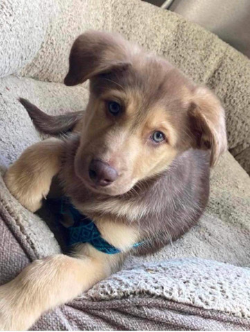 Australian Shepherd – Puppy for sale