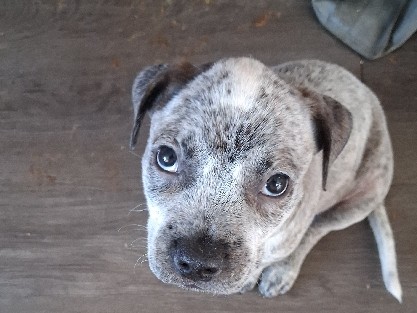 American Pit Bull Terrier – Panda – Tulsa