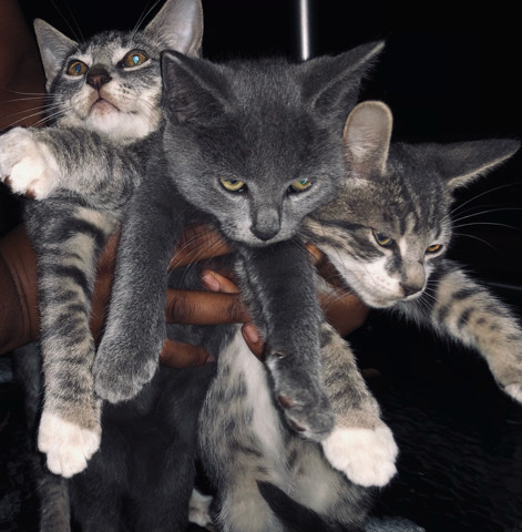 3 kittens and one mother cat for sale 45$