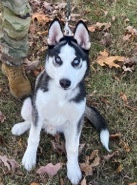 Siberian Husky – husky for sell with cage dog bowl n toys included