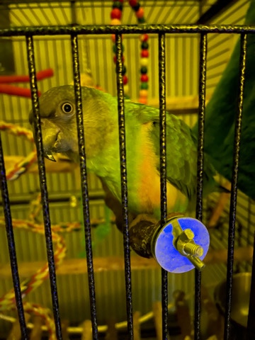 Senegal Parrot
