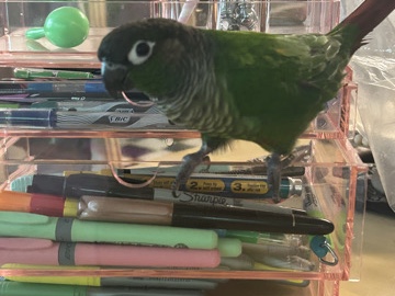 Conure – Green Cheek Conure – Maggie Valley