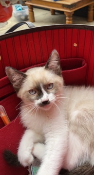 Bengal – Bengal/Ragdoll kitten