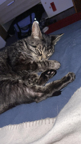 European Shorthair – Kater