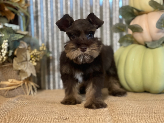 Miniature Schnauzer – Miniature Schnauzer