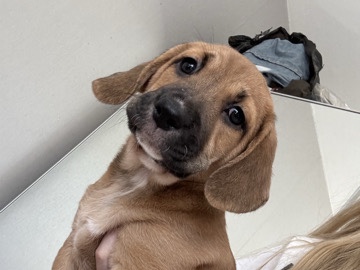 Mixed Breed - 2 female beagle mix pups for sale  available for adoption in Manchester