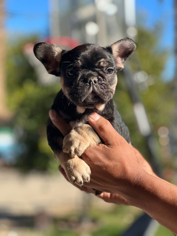 French Bulldog – frenchies