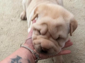 Shar Pei – Chinese Shar Pei puppies – Fort Worth