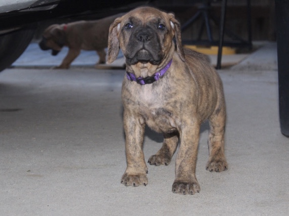 Perro de Presa Canario – Presa Canario Puppies – Lemoore