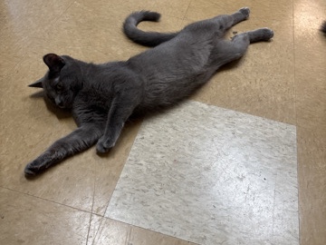 Grey coat cat unsure what breed – Perris