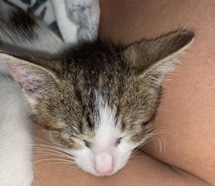 Kitten Needs a Home ASAP