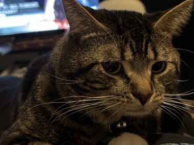 URGENTLY NEED of rehoming my 3 year old