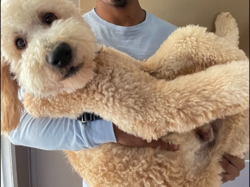 Golden Retriever – golden doodle – Winston-Salem