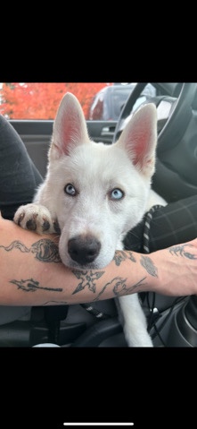 Siberian Husky – Nova needs a home