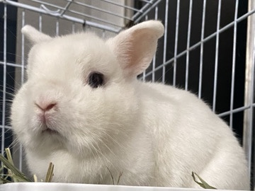 Blue eye white Netherland dward bunny