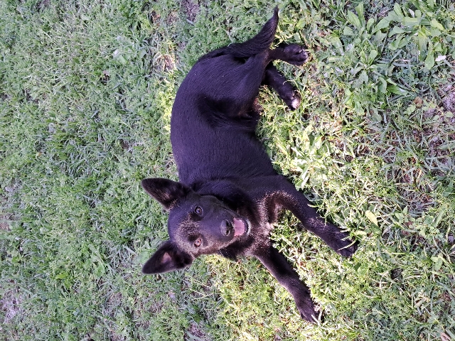 Australian Kelpie – Kelpie X Pomerian X Cattle dog