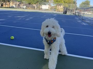 Goldendoodle – 9 month old golden doodle – Sacramento