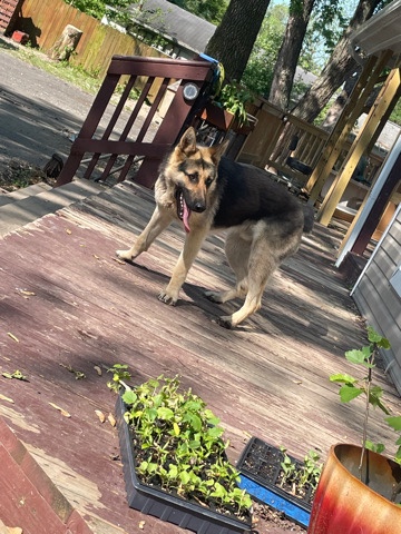 German Shepherd – German Sheperd