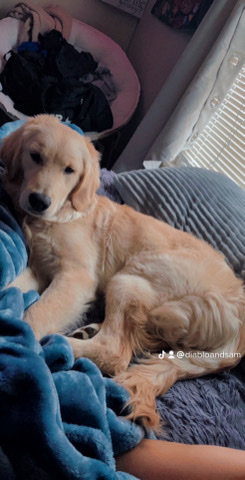 Irish cream golden retriever