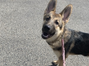 German Shepherd – puppy rehome – Antioch
