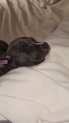 American Bulldog – blue Staffordshire bull terrier