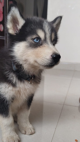 Siberian Husky – Female Wolly coated Husky