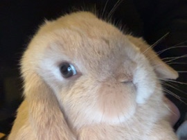 Mini Lop – 6 month old mini lop buck- friendly & healthy – Berkeley