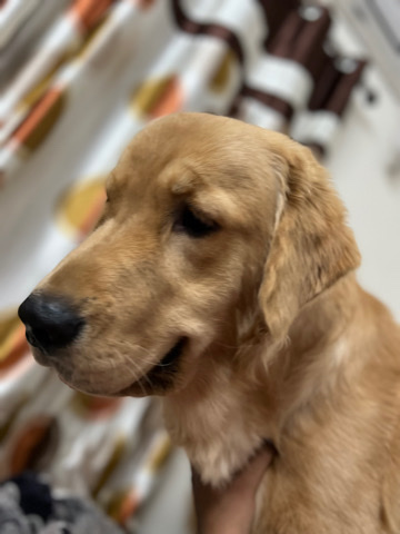 Buy Golden Retriever nick for sale in your area