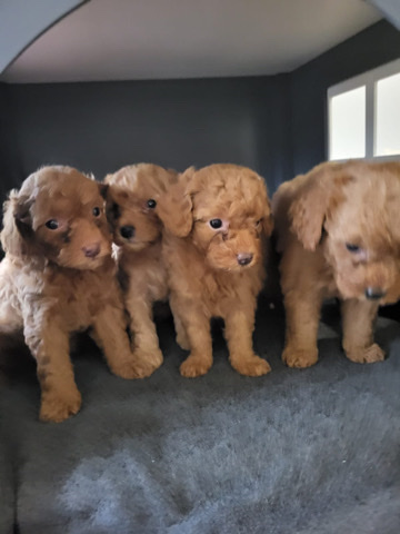 Poodle – Pure bred mini poodle puppies