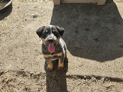 Australian Cattle Dog – Male Queensland Heeler Pup – Yuba City