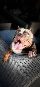 American Bulldog – hybrid bully abr certified