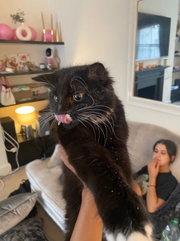 Kitten needs a new home