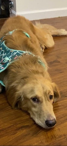 male dog
