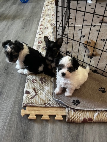 Yorkshire Terrier – Parti Yorkies Ready to go to their forever home