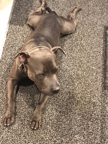 Staffordshire Bull Terrier – Blue staffy