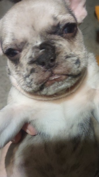 French Bulldog – Frenchie bulldog puppy