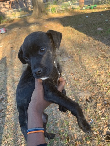 Cane Corso – cane corso