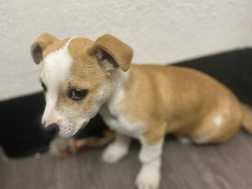 American Pit Bull Terrier – 10 week old puppy – Mesa