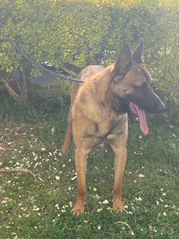belgian malinos need gone to a good home / good trainer for this type of dog.