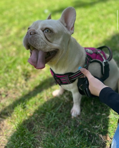 French Bulldog – Frenchie