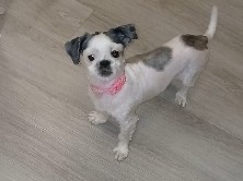 Shih Tzu – Rehome Abandoned Dog – Houston