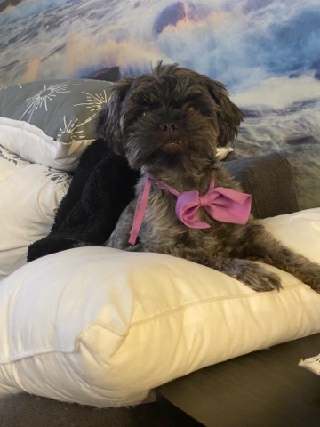 Shih Tzu – Girl shih tzu named fluffy