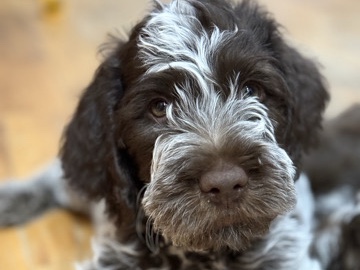 Wirehaired Pointing Griffon – Wirehaired Griffon Puppy – Stevensville