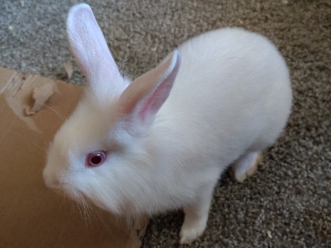Lionhead – Adorable Lionhead Rabbits – 12 Weeks Old – Loveland