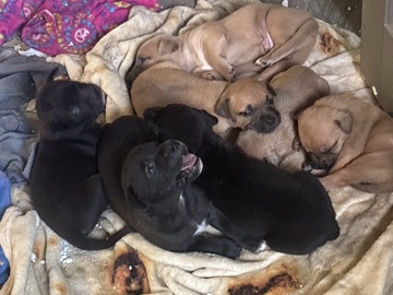 Perro de Presa Canario – Presa Canario – Atlanta