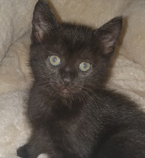 American Shorthair – pure black kitten