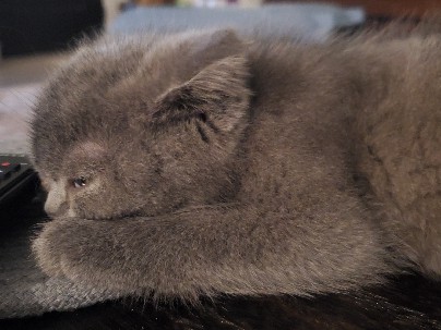 Scottish Fold – (Straight)Scottishfold – Harris County