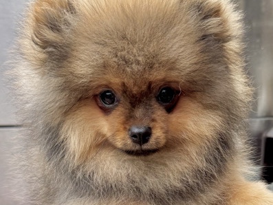 Pomeranian – happy, fluffy Pomeranians – Milton Keynes
