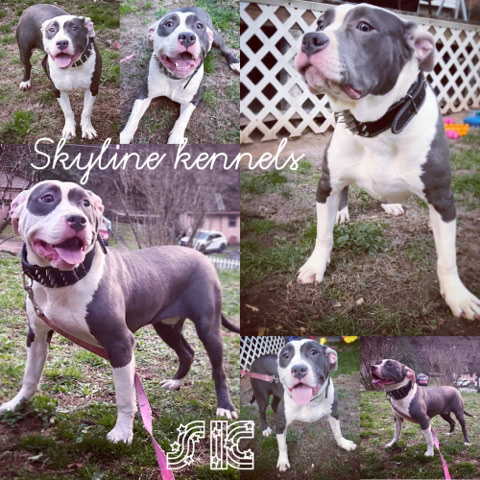 American bully